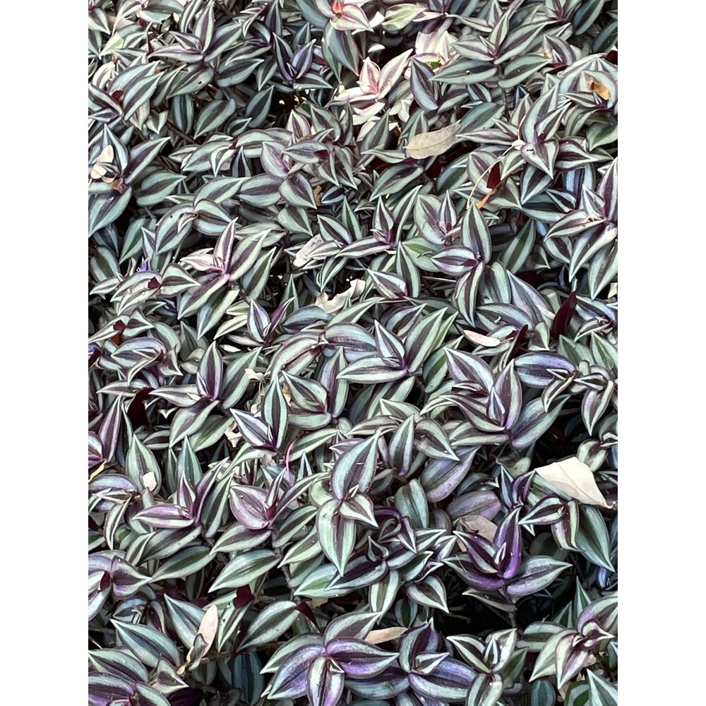 Wandering Jew tradescantia zebrina Potted Live House plant (indoor or outdoor) - Picture 4 of 4